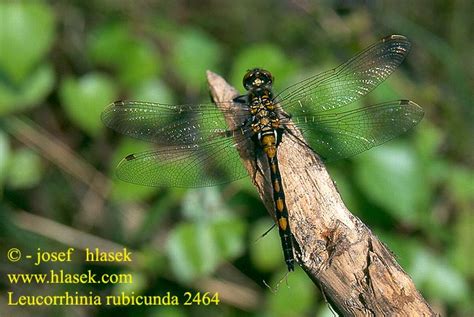 Leucorrhinia Rubicunda Northern White Faced Darter Ruby Whiteface