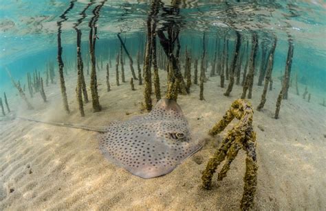 Red Sea Global To Plant Million Mangroves By Blooloop