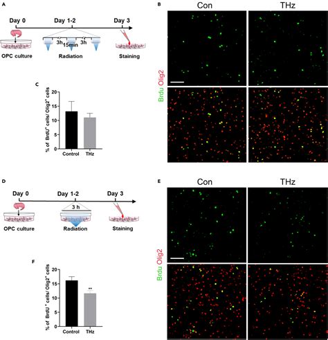 Terahertz Exposure Enhances Neuronal Synaptic Transmission And