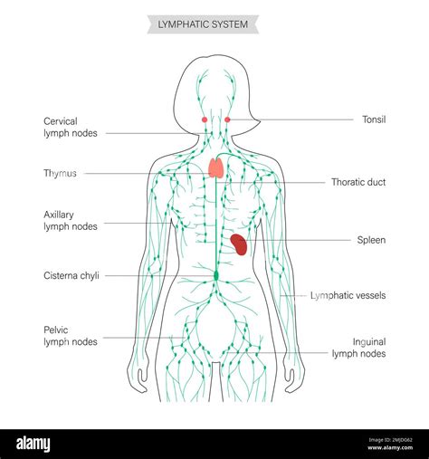 Lymphatic System Illustration Stock Photo Alamy