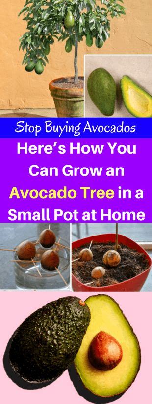 Grow Your Own Avocado Tree At Home