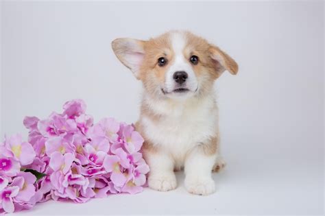 Cachorro Corgi Gal S Con Un Ramo De Flores De Primavera Aislado En Un