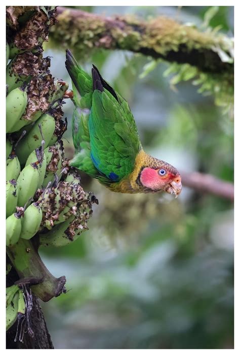 Rose Faced Parrot Pichincha Province Ecuador Joseph Beck Flickr