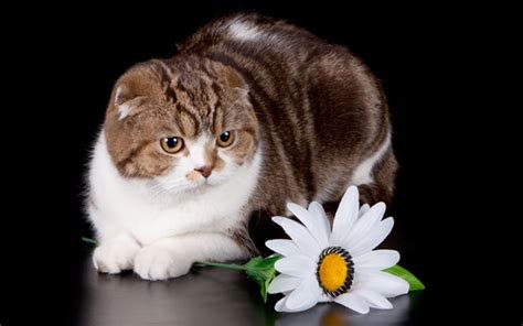 Wallpaper Cat and white flower 2880x1800 HD Picture, Image