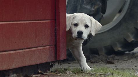 Aww! Watch Clydesdales and puppy reunite in Budweiser’s Super Bowl ad | Clydesdale, Clydesdale ...