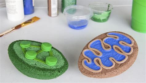 How to Build a 3D Model for Cell Biology Projects Mitochondria & Chloroplast | Sciencing