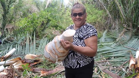 PALMITO DE PALMEIRA DE COCO BABAÇU VOCÊS CONHECEM YouTube