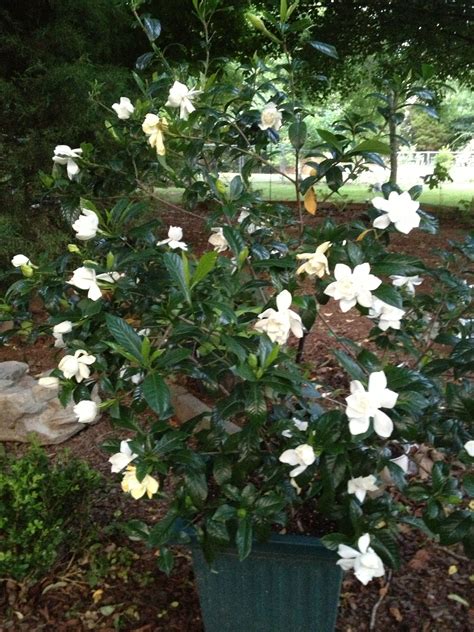 Gardenias Galore Nothing Smells As Great During The Late Afternoon Of