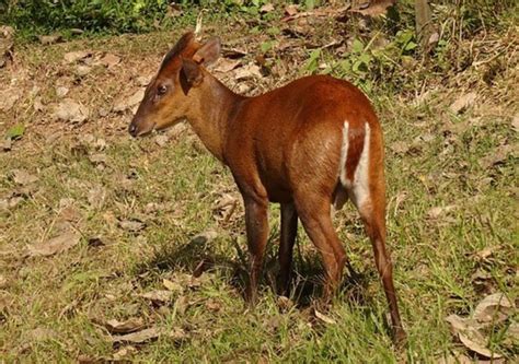 Barking Deer Facts: Ecology, Behavior & Conservation - Rajaji Jungle Safari