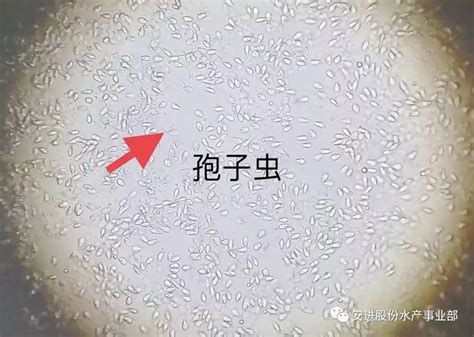 养殖中出现“孢子虫”怎么办？ 寄生