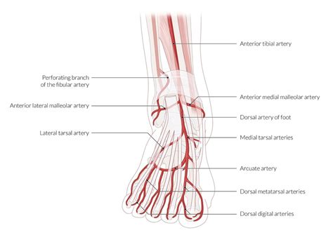 Arteries of the Foot Diagram | Quizlet