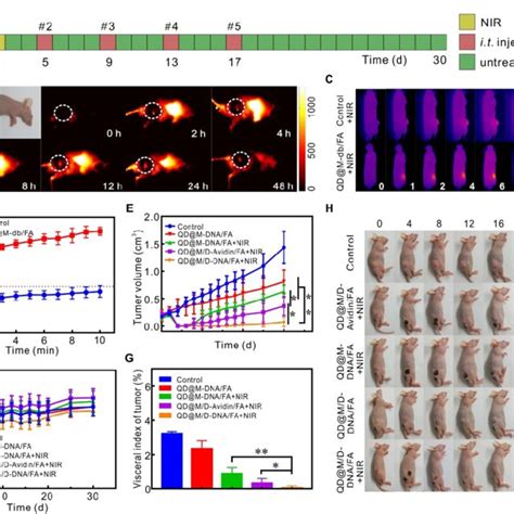 The Fluorescence Imaging And Tumor Treatment In Vivo Schematic