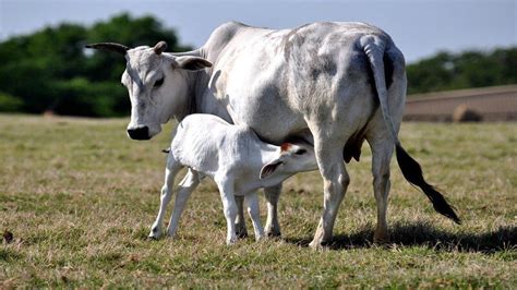 Cow: National Animal of Nepal | Cow Becomes National Animal Of Nepal