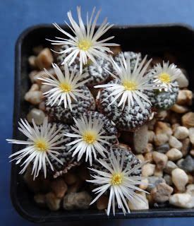 Conophytum Obcordellum Succulents Rare Plants Plants