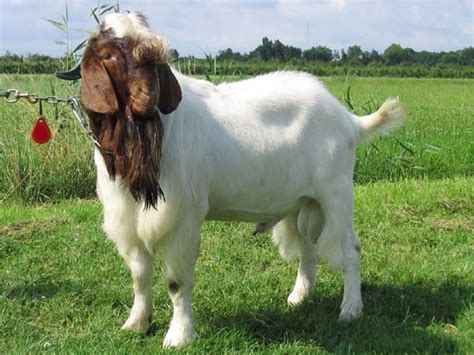 Boer Goats