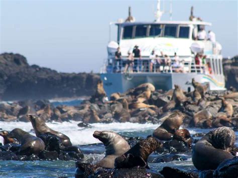 Phillip Island Seal Watching Cruise | experitour.com