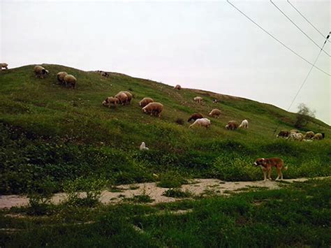 عکس چراگاه گالری عکس تصویر