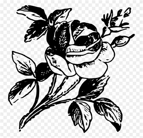 Drawing Rose Black And White Stencil - Rose Clipart Black And White PNG ...