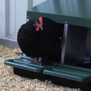 Ponederos Para Gallinas Huevos Falsos Gu A De Alimentaci N