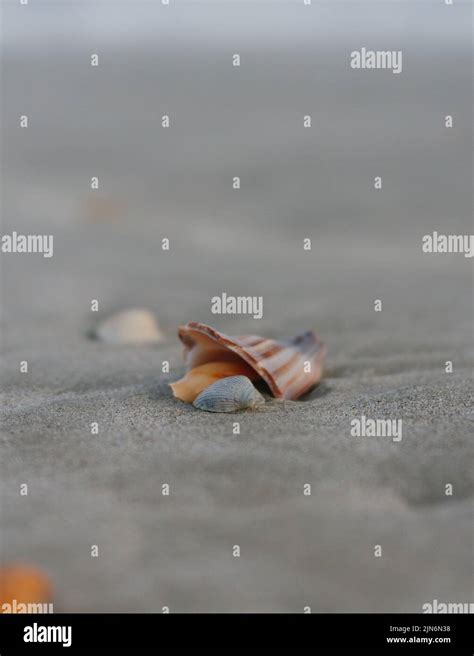 Small Broken Shell In The Sand At The Beach Off The Coast Of North