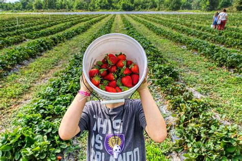 pick fresh strawberries  maynards fruit farm