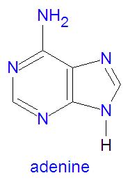 Adenine - encyclopedia article - Citizendium