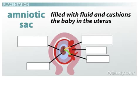 amniotic sac diagram Diagram | Quizlet