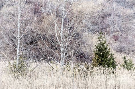 Winter Woodland With Subdued Colors Photograph By Elena Elisseeva