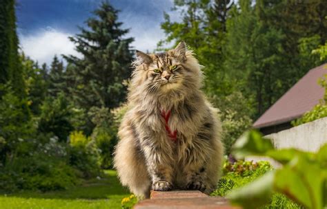 10 Large Cat Breeds All About Big Cat Breeds