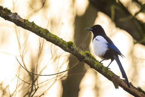 Common Eurasian Magpie Bird Pica Pica Perched In A Forest Stock Photo