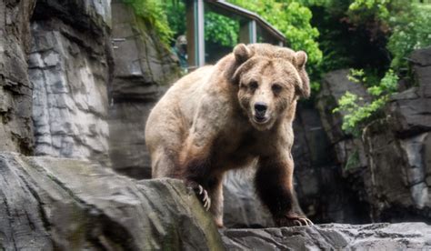 Grizzly Bear And Treenas Overlook Central Park Zoo