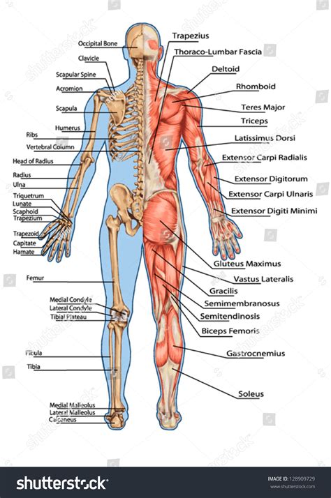 Human Skeleton From The Posterior View Didactic Board Of Anatomy Of