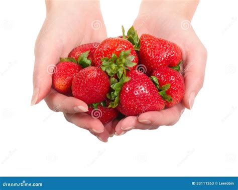 Hands Holding Strawberries Stock Image Image Of Nature 33111263