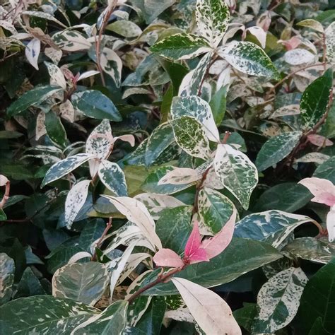 Trachelospermum Tri Colour Variegated Star Jasmine Plant Haven Nursery