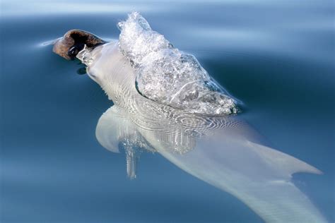 Did You Know Dolphins Use Tools Meet The Shark Bay Spongers Whale And Dolphin Conservation Usa