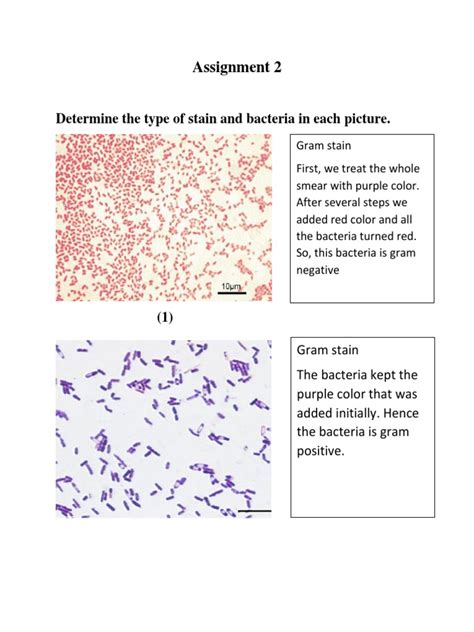Assignment 2 Microbiology PDF | PDF