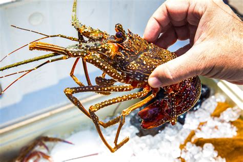 visit-anguilla – Chateau Genesis