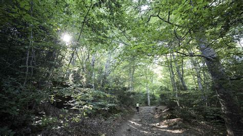 El Curioso Bosque Encantado Del Pirineo Aragon S En El Que Habitaban Brujas