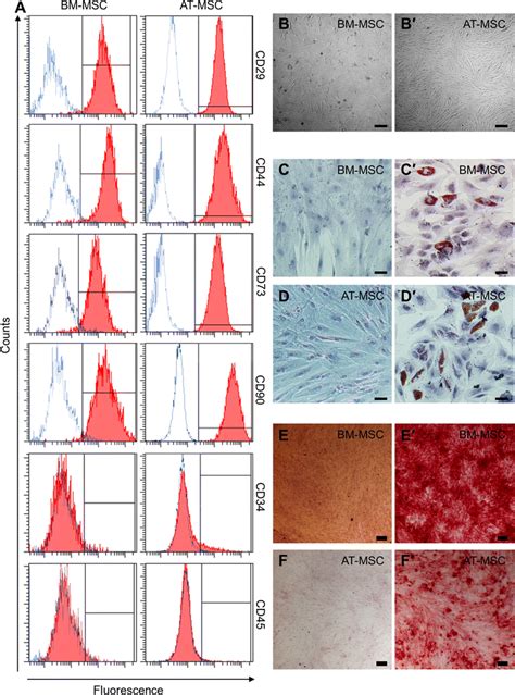 Phenotypic And Functional Validation Of Bm Mscs And At Mscs A Bm Mscs