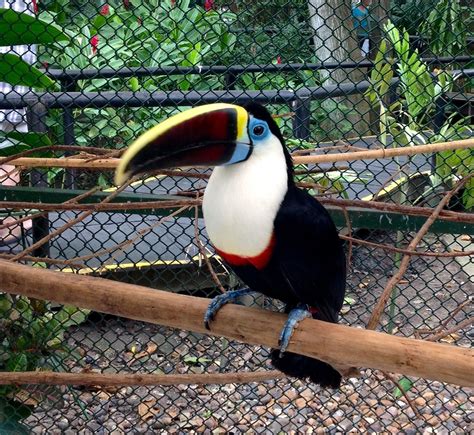 Parrot Bird Animals Cartagena Colombia Parrot Bird Animales