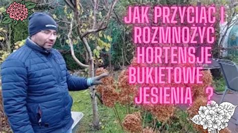 Jak przyciąć i rozmnożyć hortensje bukietowe jesienią YouTube