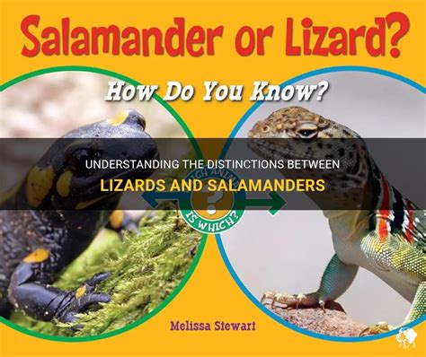 Understanding The Distinctions Between Lizards And Salamanders Petshun