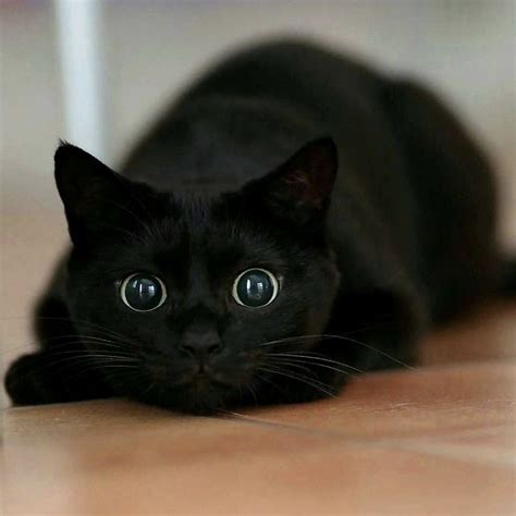 40 Wholesome Pics Of Black Cats To Show They Have Nothing To Do With Bad Luck In 2020 Black