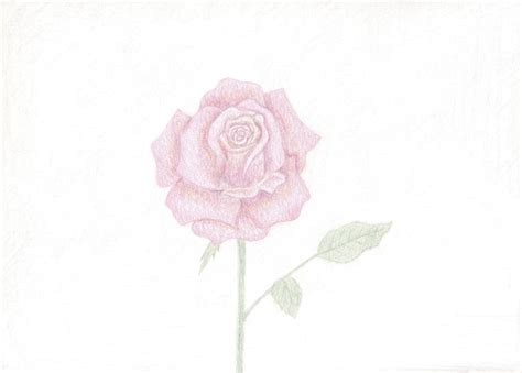 Rose drawing(colored Pencil) | Rose drawing, Art drawings, Drawings