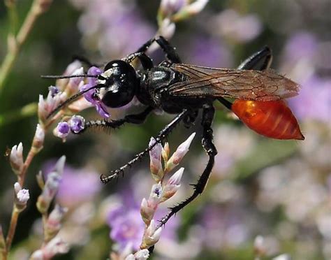 Sphecid Wasp Prionyx BugGuide Net