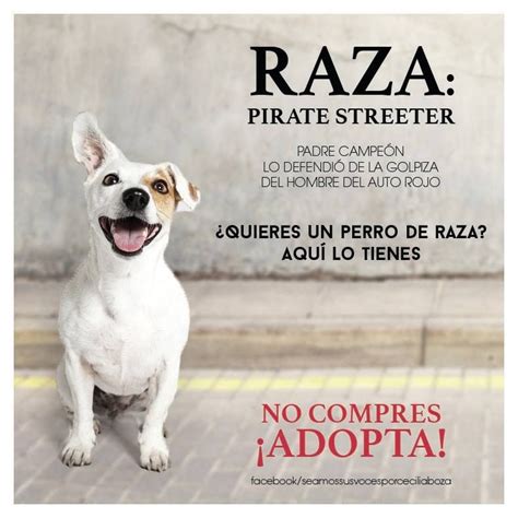 Los Streeter La Nueva Raza De Perros Callejeros Perros En Adopcion