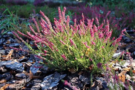 10 Shrubs For Erosion Control Garden Lovers Club