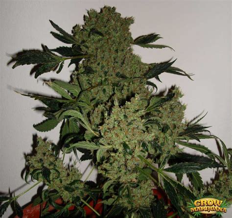 Jack Flash Seeds - Strain Review | Grow-Marijuana.com