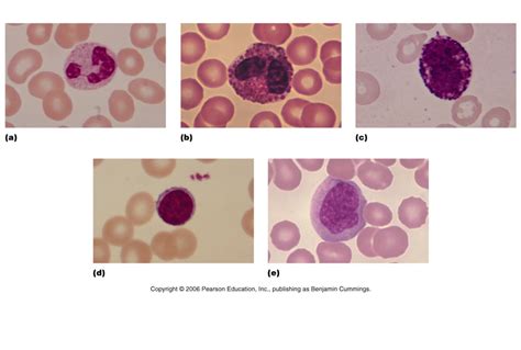 White Blood Cells Diagram Quizlet