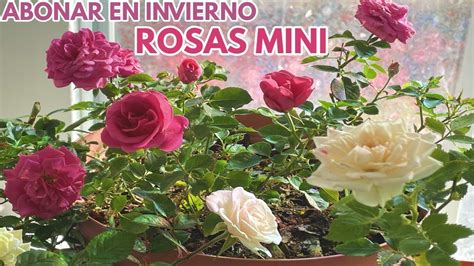 Rosas Y Rosales Cuidados En Invierno Abono Chuyito Jardinero YouTube